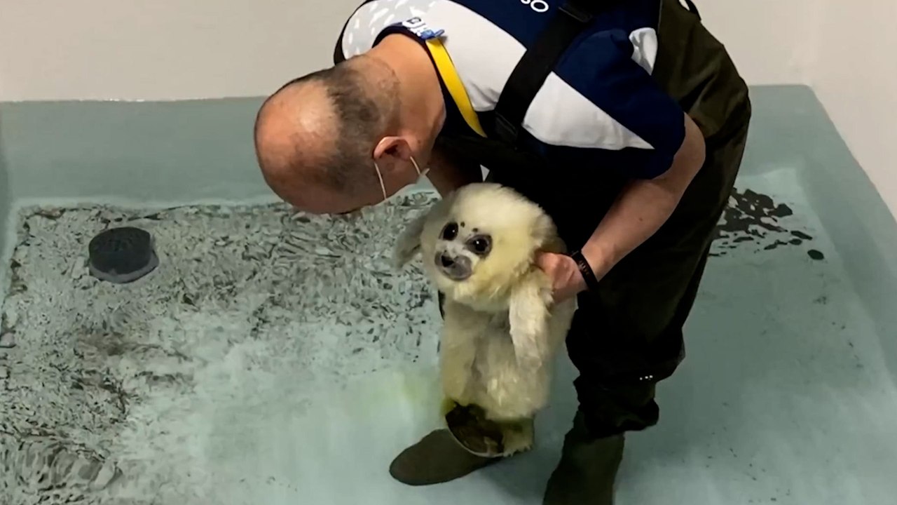 Ce bébé phoque apprend à nager pour la première...
