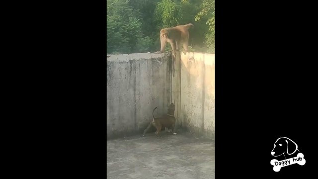 8 months old Pitbull vs Giant Monkey Play Fight| Doggy Hub