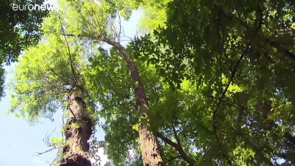 Ουγγαρία: Εκστρατεία για την διάσωση των παραπόταμων του Δούναβη