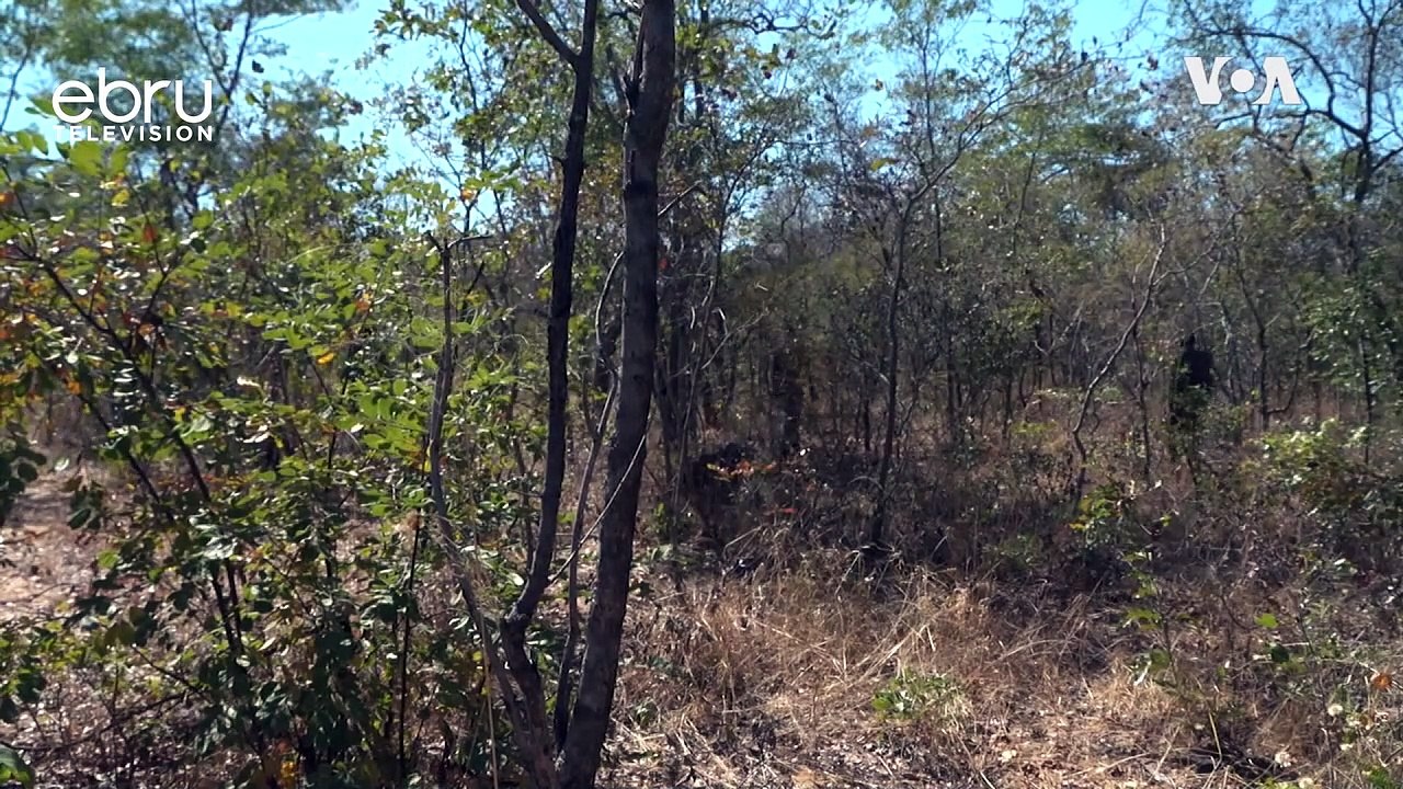 World's Most Endangered Mammals With Population Of  Less Than 7,000