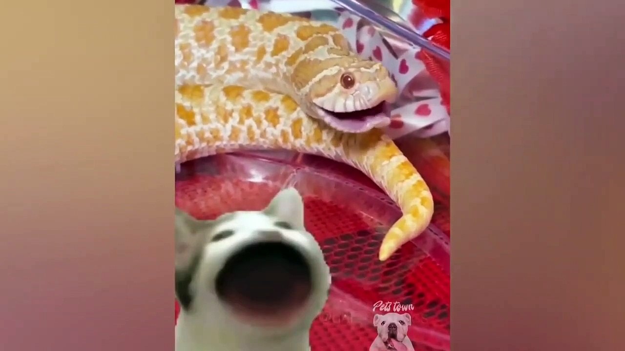 Snake Special