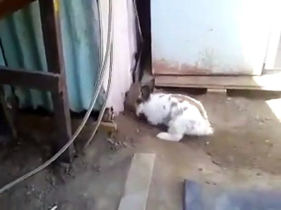 Hero Bunny