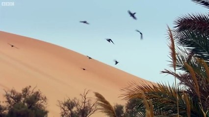 Best of African Animals _ Top 5 _ BBC Earth ( 720 X 1280 )