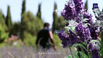 النباتات العطرية تعزز قدرات قبرص السياحية