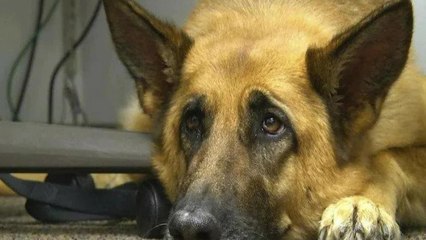 People boiled over dog's death, raise 'Justice for Arjun'