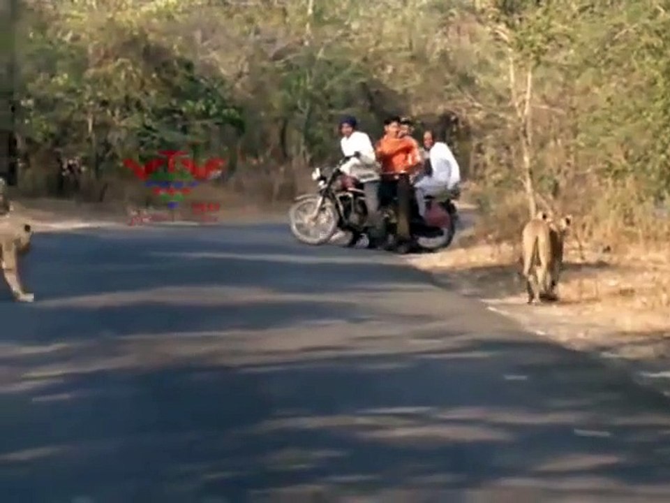 Ces motards croisent la route d'une famille de lions au milieu de la route... Demi tour