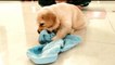 First Dry Bath of Golden Retriever Puppy | Puppy Dry Bath | Dry Wash of Puppy | Funny Videos