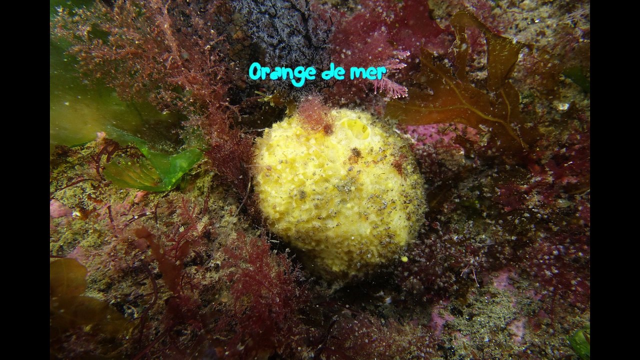 Sortie Bio à Larmor Plage