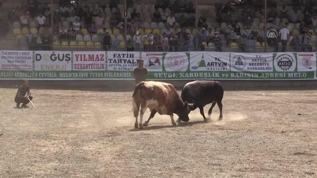 14. Melo Boğa Güreşleri Festivali sona erdi