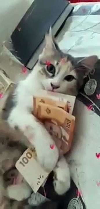 Very intelligent cat tamoucha