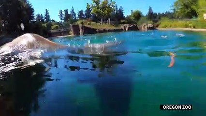 فيلة تستمع داخل حوض للسباحة في بوتلاند في خضمّ موجة حرّ قياسية