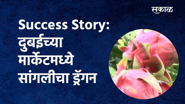 Success Story:दुबईच्या मार्केटमध्ये सांगलीचा ड्रॅगन|Success Story|kolhapur|Dragon fruit|Sakal Media