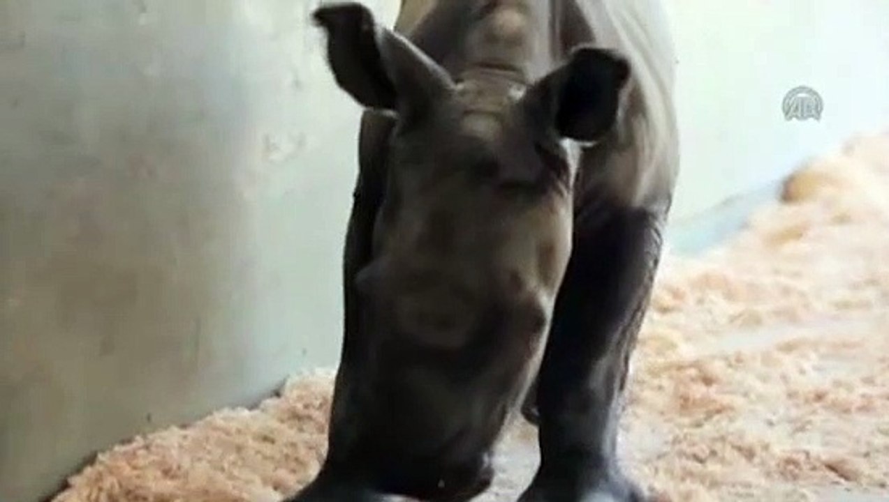 Hayvanat bahçesinde yavru gergedan sevinci