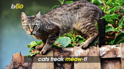 Increased Affection from Cats during the Pandemic Is Freaking Meow-t!