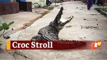 Giant Crocodile Takes Stroll On The Streets; Locals Panic