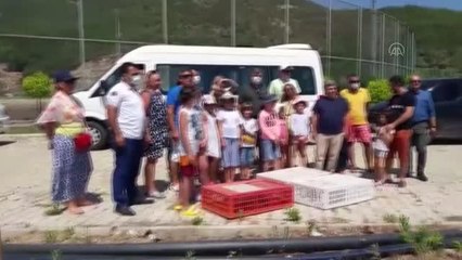 Alanya'da kınalı keklikler doğaya salındı