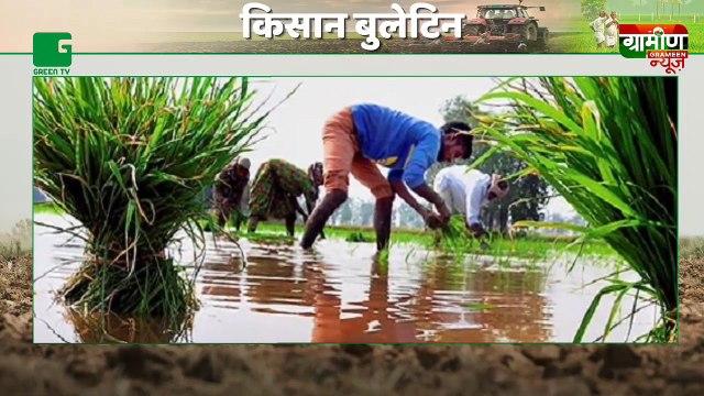 Kisano को Paddy (खास स्वाद और प्रोटीन से भरपूर किस्म) की Kheti के साथ fish farming करने पर कंपनी देगी मदद | Kisan Bulletin | Green TV