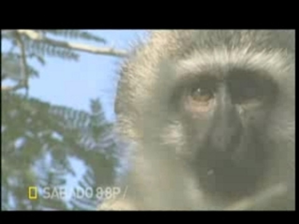 Monos en la ciudad