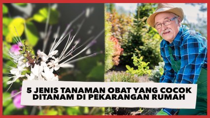 5 Jenis Tanaman Obat yang Cocok Ditanam di Pekarangan Rumah