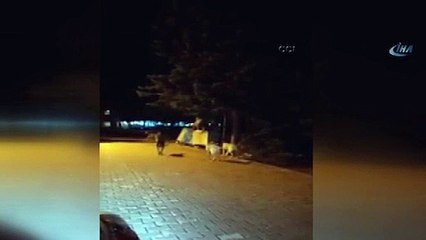 Uludağ'da köpeklerle ayının kavgası