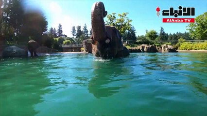 فيلة تستمع داخل حوض للسباحة في بوتلاند في خضمّ موجة حرّ قياسية