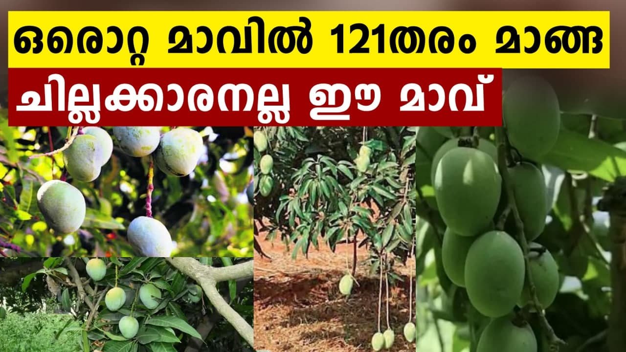 One mango tree with 121 varieties of fruit in UP's Saharanpur