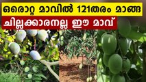 One mango tree with 121 varieties of fruit in UP's Saharanpur | Oneindia Malayalam