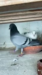 Racing pigeon home after causing a scene in Sheffield bank