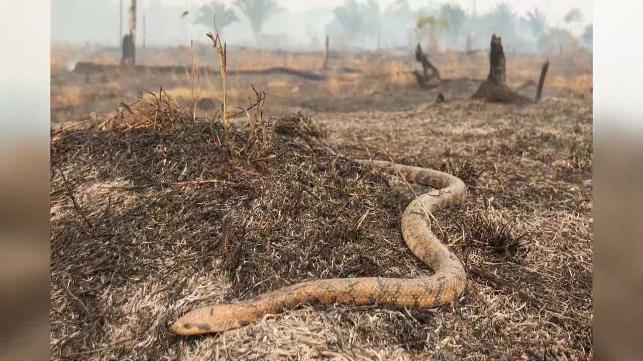 La Amazonía brasileña registra en junio mayor número de incendios desde 2007