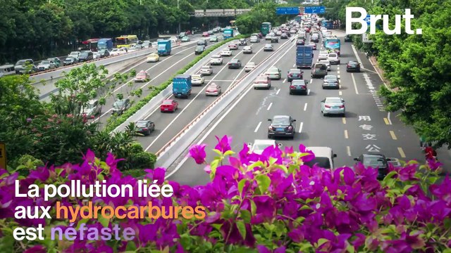 Le miel des villes, meilleur que le miel des champs ?