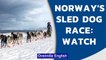 Sled Dog Race - Norway's Arctic Challenge for humans and animals alike | Oneindia News
