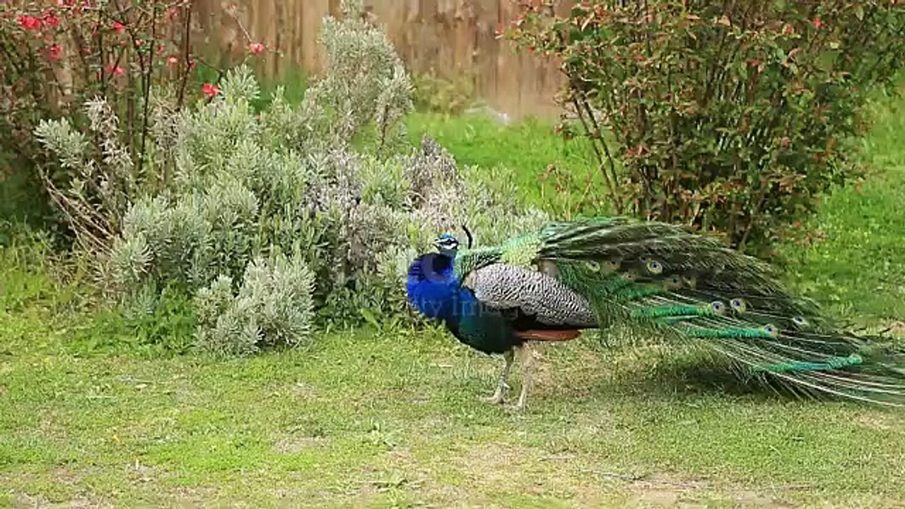peacock dance  || Peacock opening feathers