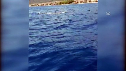BALIKESİR - İtfaiye cankurtaran botuna eşlik eden yunuslar renkli görüntüler oluşturdu