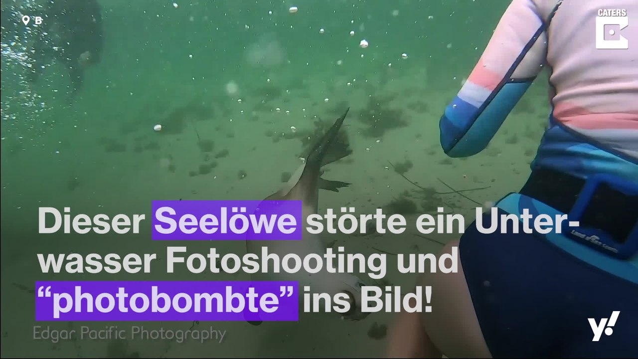 Seelöwe photobombt Unterwasser-Shooting