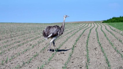 طيور الروحاء ضخمة شرهة لهذا يخشاها مزارعو شمال ألمانيا