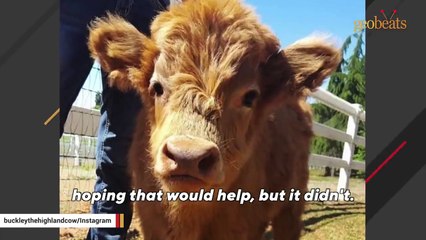 Calf and goat were destined to become dinner. Instead, they found friendship and a kind human. # ANIMAL LOVERS