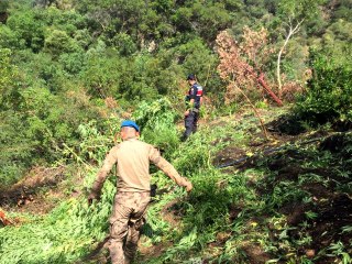 Manisa'da 10 bin 500 kök kenevir ele geçirildi