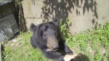 Cachorros de osos ahora son refugiados en la frontera entre India y Pakistán