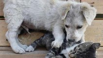 Adalet Bakanı Gül'den Hayvanları Koruma Kanunu teklifine ilişkin açıklama: Can dostlarımızı koruyacak önemli bir adım