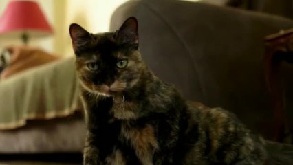 CONTAGIO DE COVID EN PERROS Y GATOS