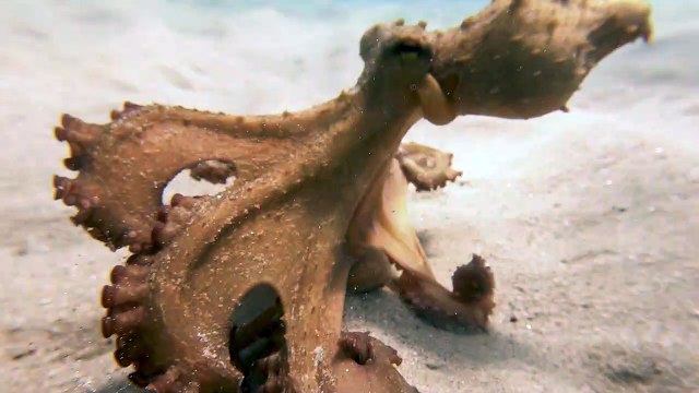 Adolescent Octopus Scuttles along Ocean Floor