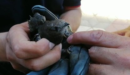 ÇATIDA MAHSUR KALAN EBABİLİ İTFAİYE KURTARDI