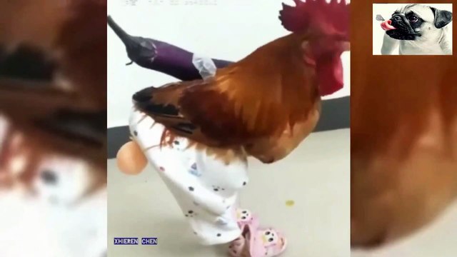 فيديوهات مضحكة 2021-Funny videos 2021