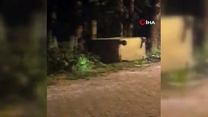 Ayı kendisine havlayan köpeği böyle kovaladı