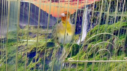Canary x goldfinch Hybrid #11