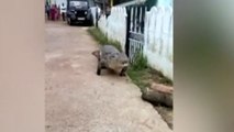 Watch: Crocodile takes a stroll on the streets of Karnataka village