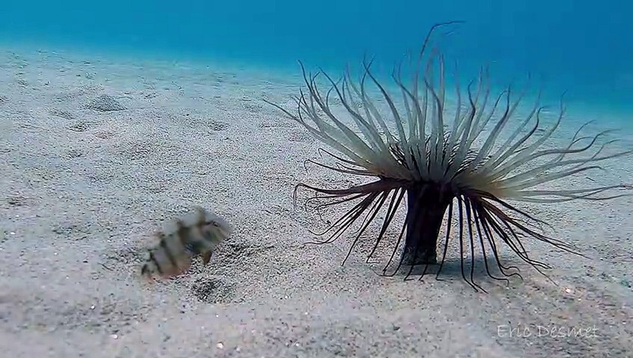 Baby Fish Diving in and out of Sand to Avoid Predators