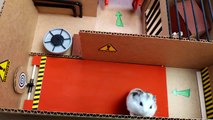 Hamster escapes the awesome maze for Pets in real life  in Hamster stories Part 2
