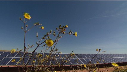 Суд во Франции обязал правительство пересмотреть экологическую политику