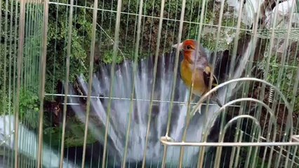 Canary x goldfinch Hybrid #12